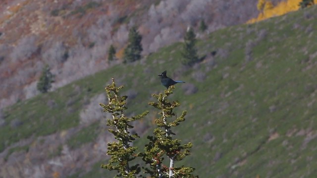 Steller's Jay (Southwest Interior) - ML225847191