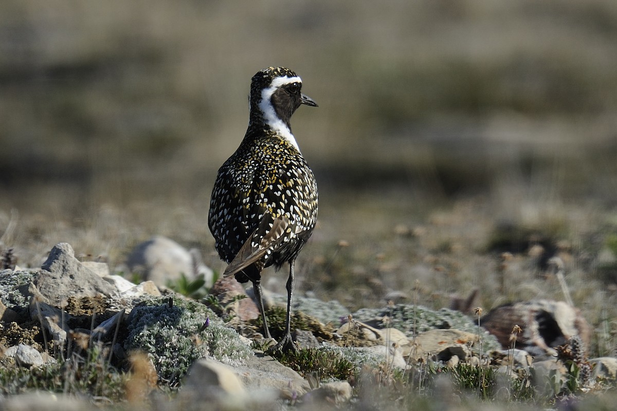 American Golden-Plover - Rudolf Koes