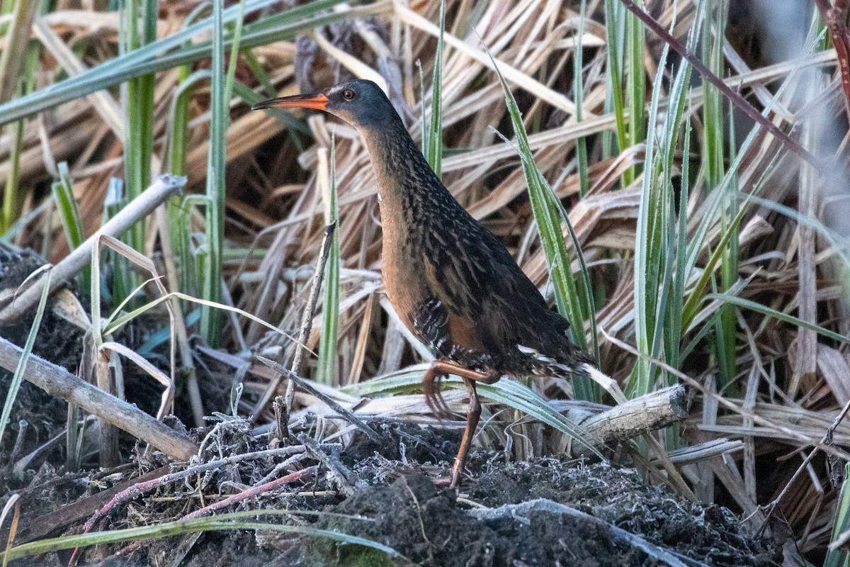 Virginia Rail - ML225847631