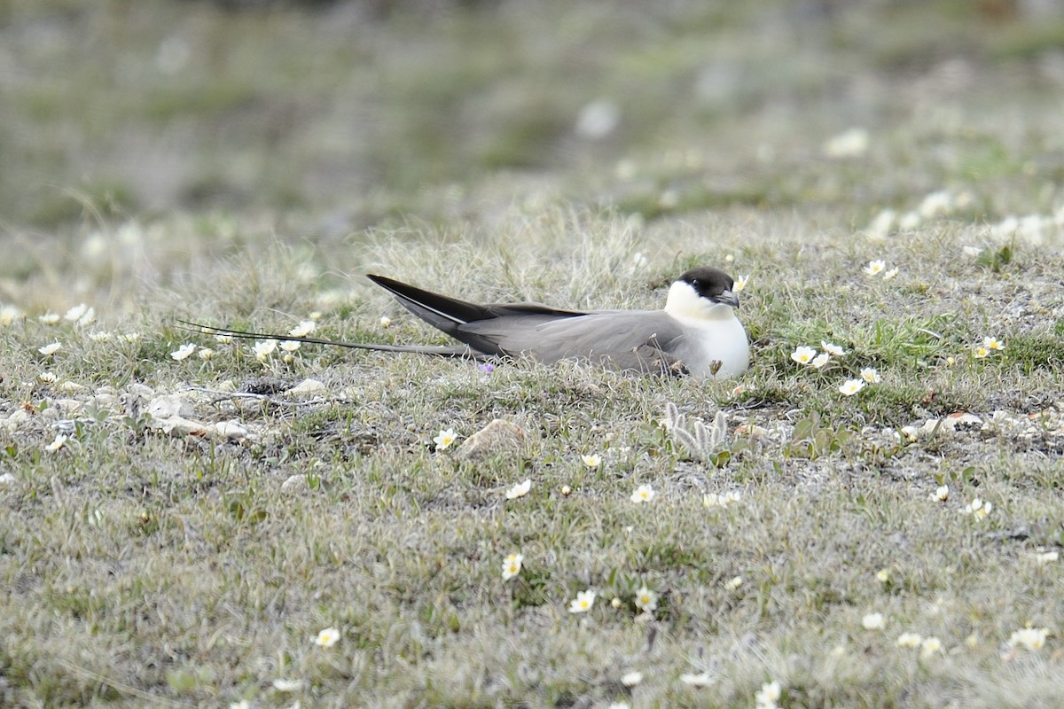 Long-tailed Jaeger - ML225849571