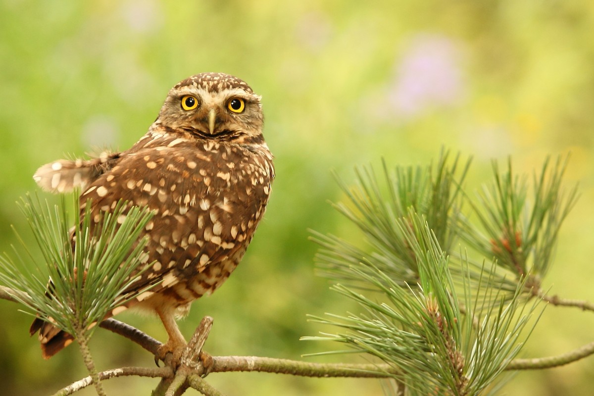 Burrowing Owl - ML225849891