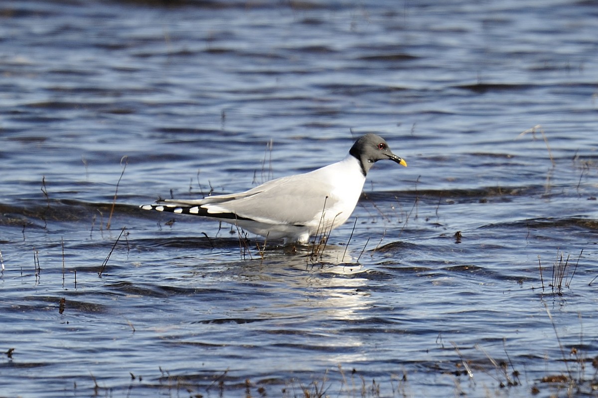 Sabine's Gull - Rudolf Koes