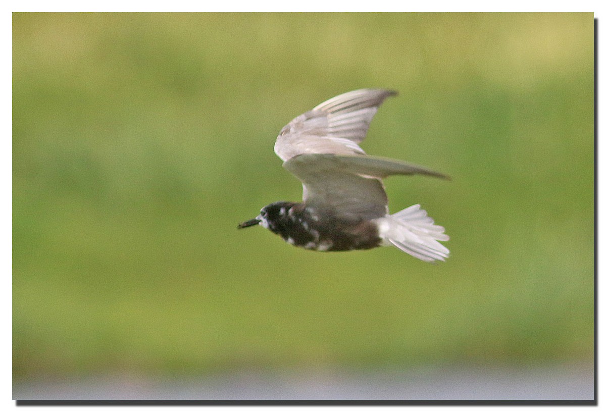 Black Tern - ML225849941