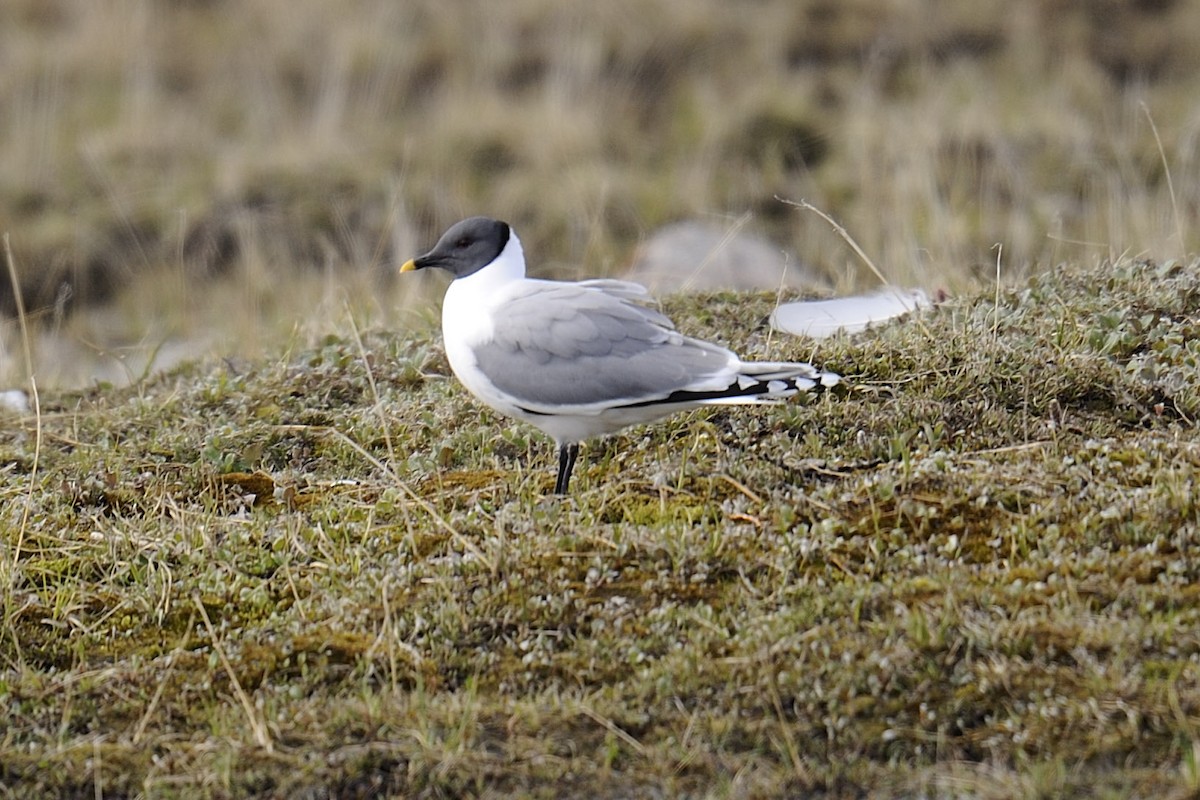 Sabine's Gull - ML225850061