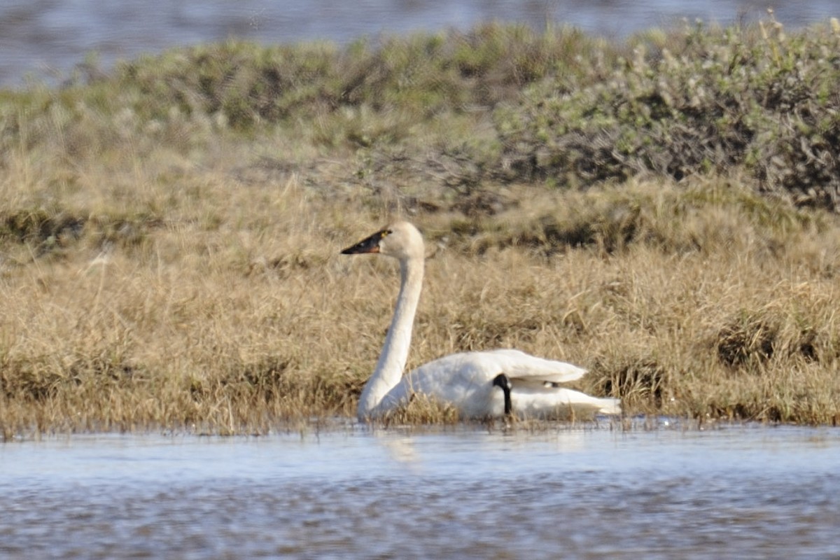 Tundra Swan - ML225850241