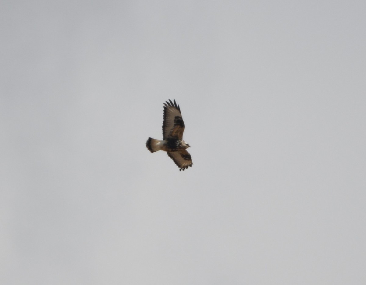 Rough-legged Hawk - ML225850521
