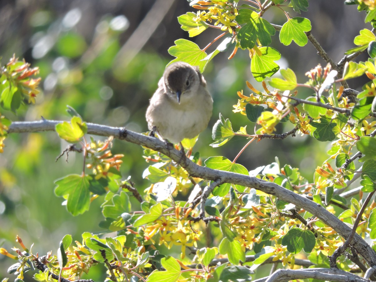 House Wren - Pat Weber