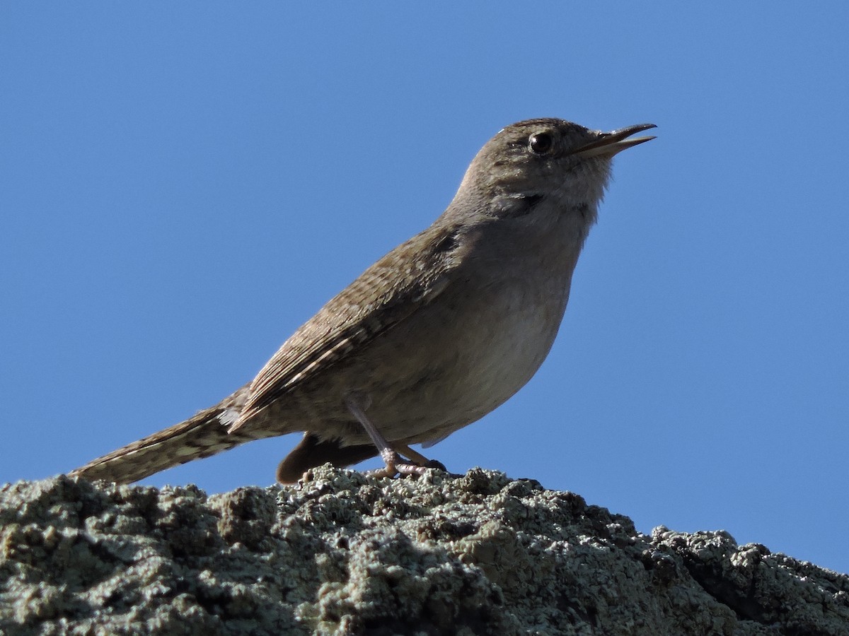 House Wren - ML225850861