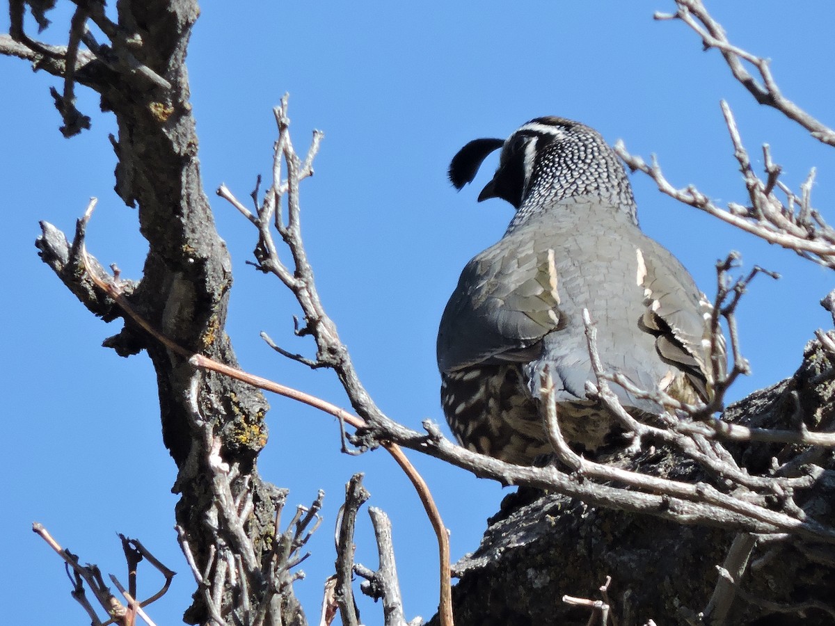 California Quail - ML225851181