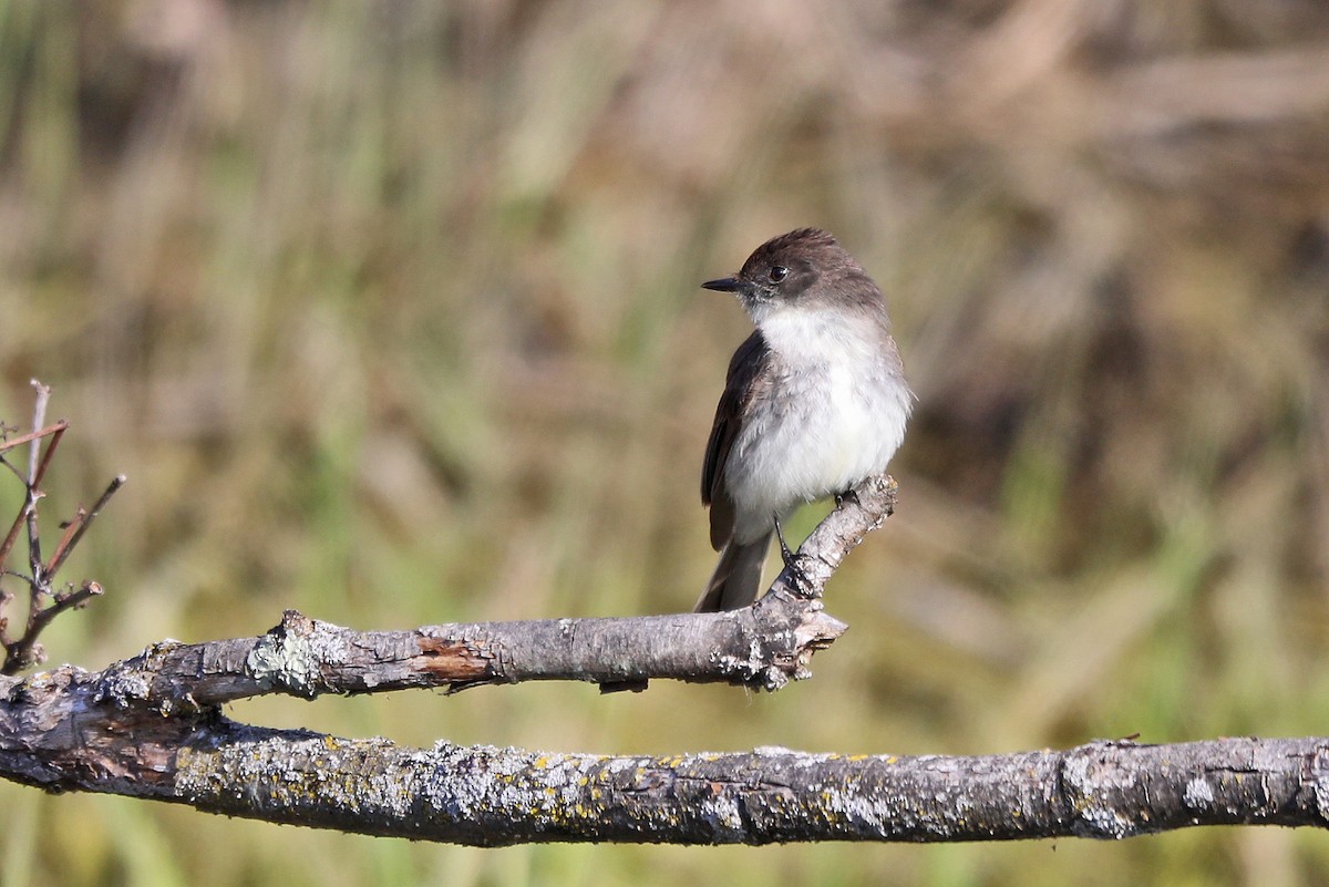 Eastern Phoebe - ML225851861