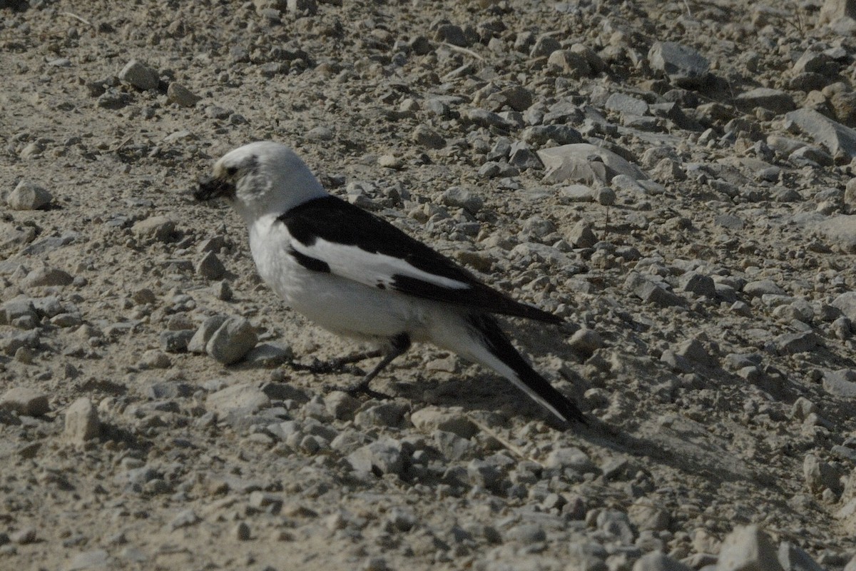 Snow Bunting - ML225853091