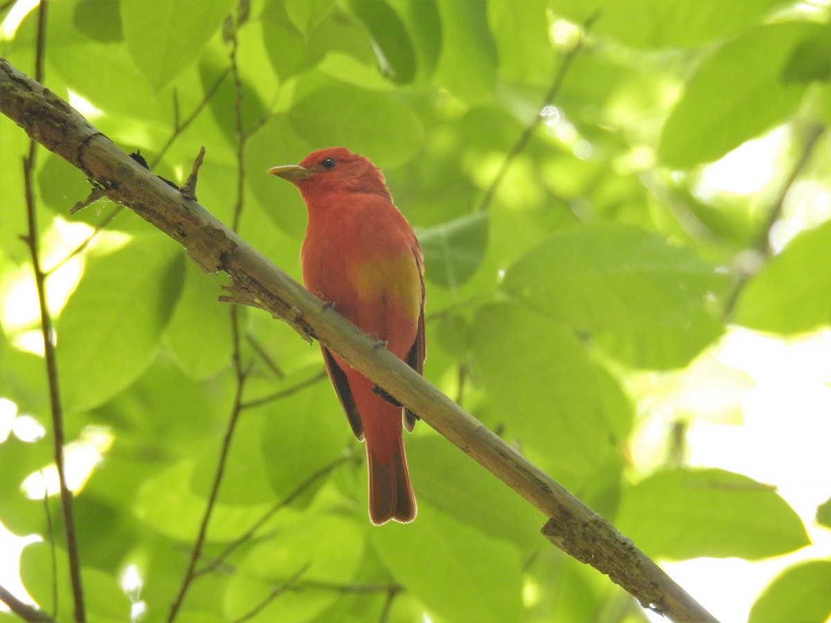 Summer Tanager - Brian  S