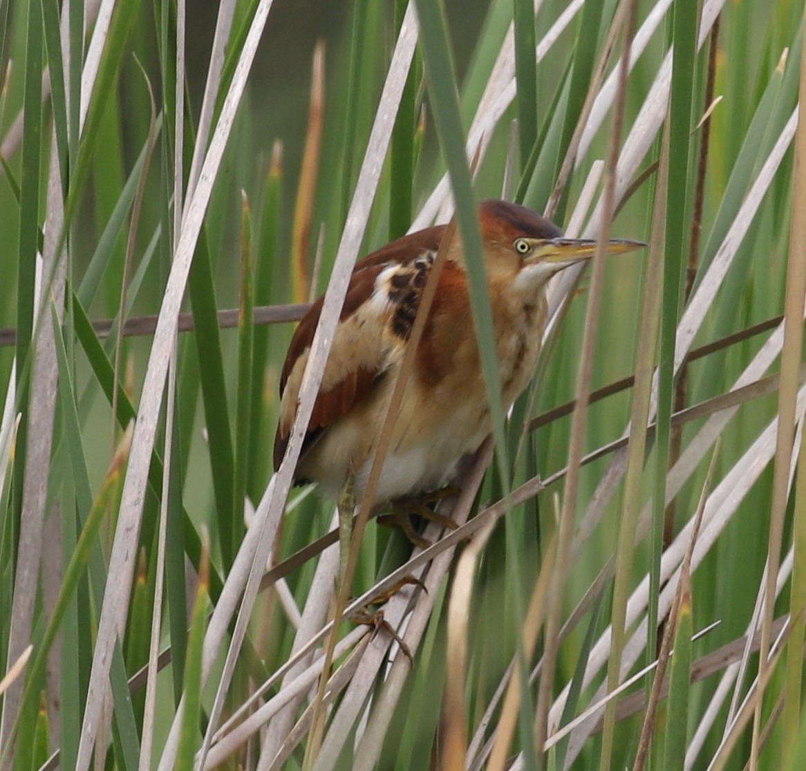 Least Bittern - Mike Riley