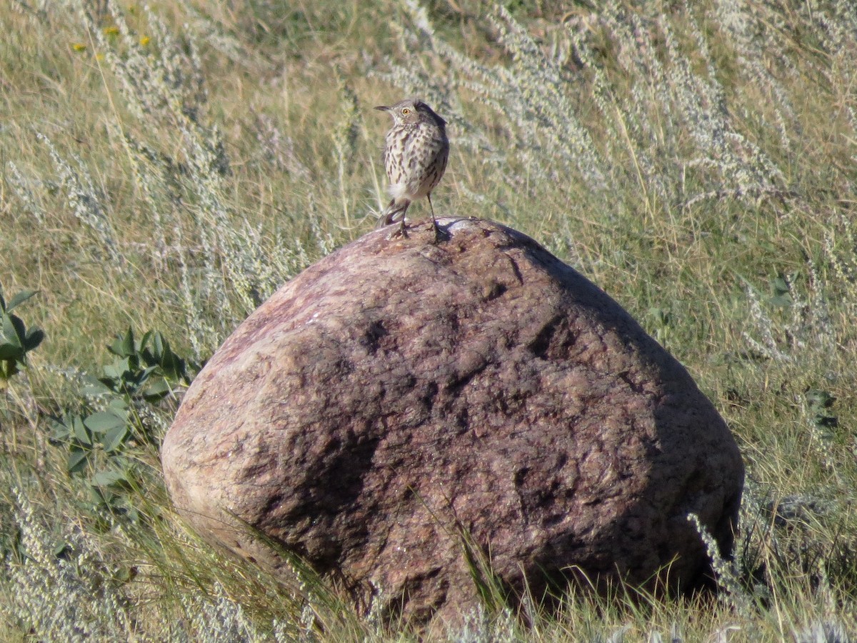 Sage Thrasher - ML22585711