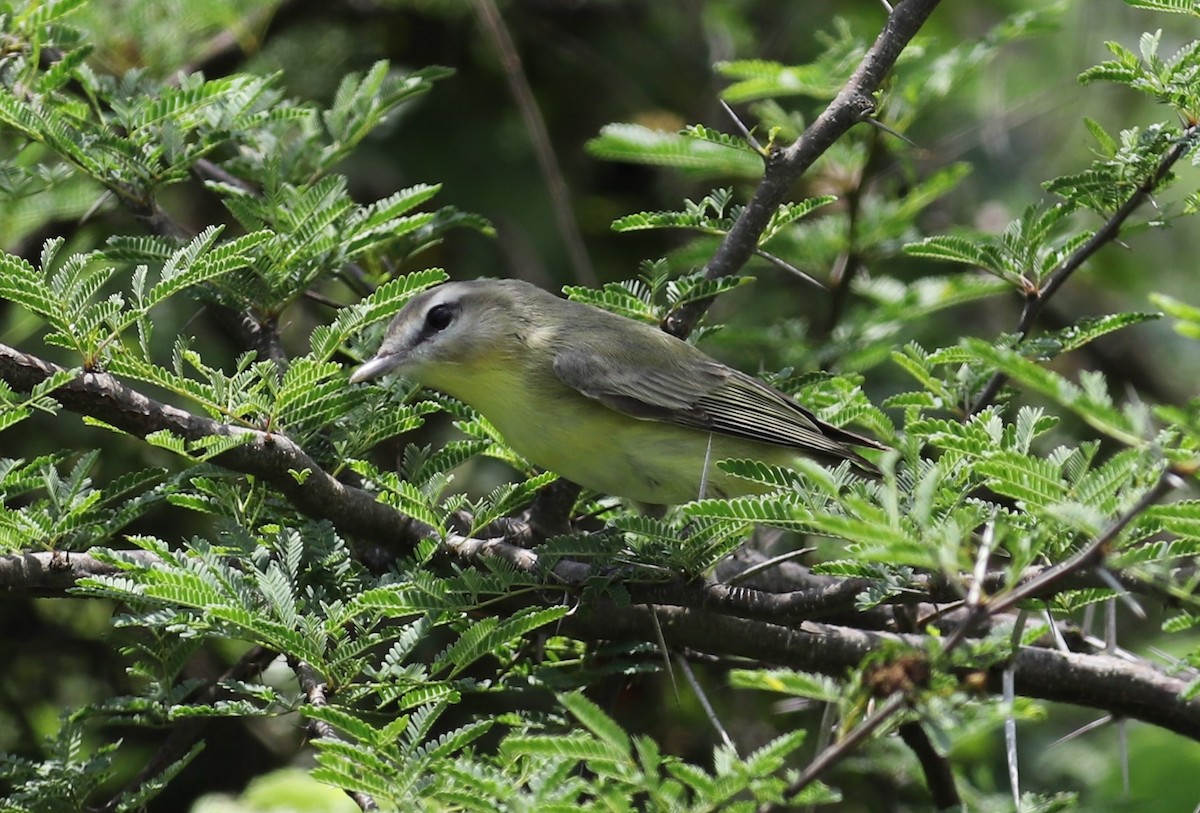 Philadelphia Vireo - ML225857111