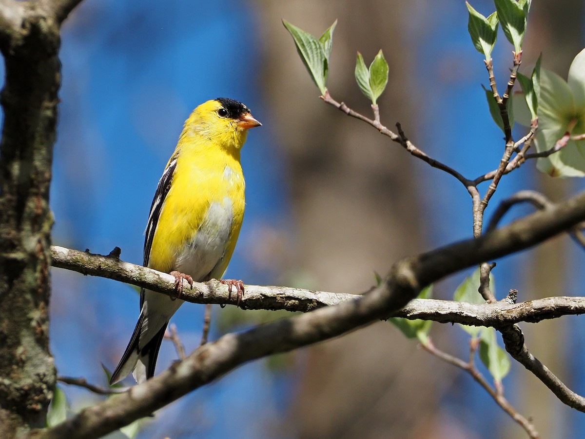 American Goldfinch - Gary Mueller