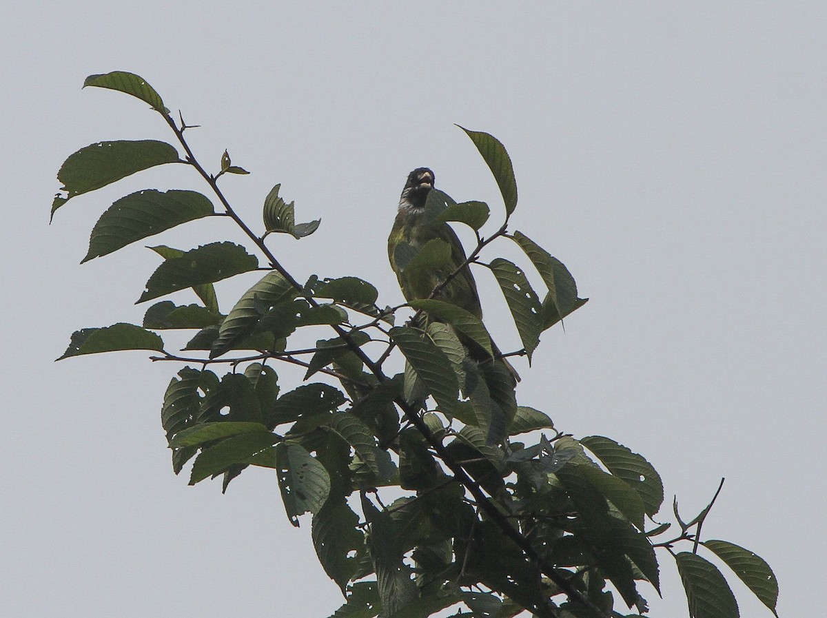 Collared Finchbill - ML225858091