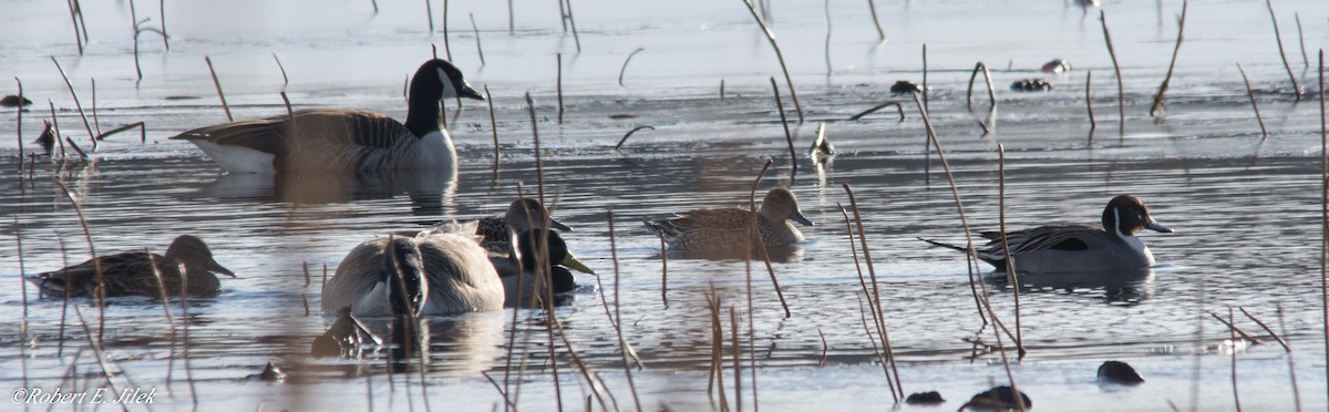 Northern Pintail - Robert Jilek