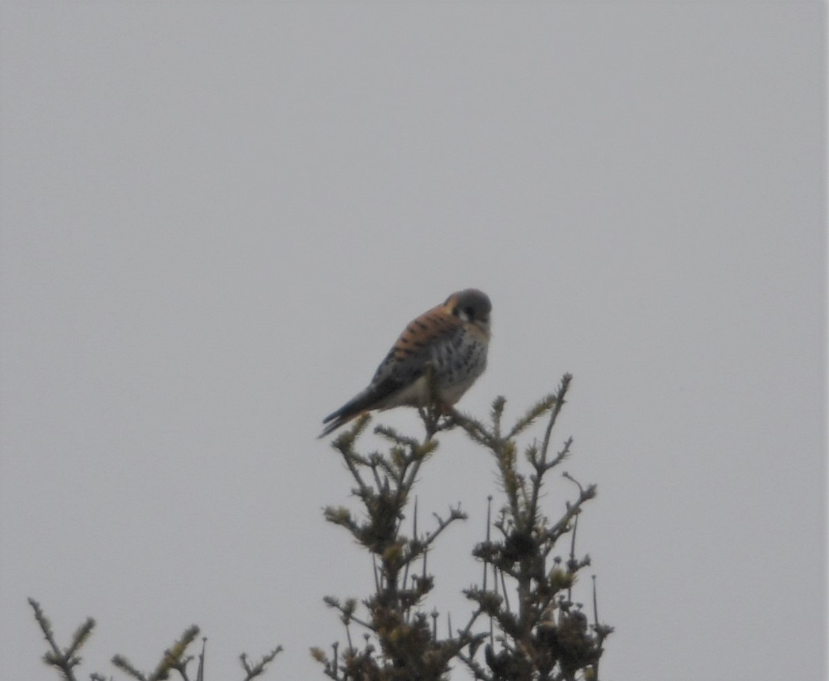 American Kestrel - ML225858561