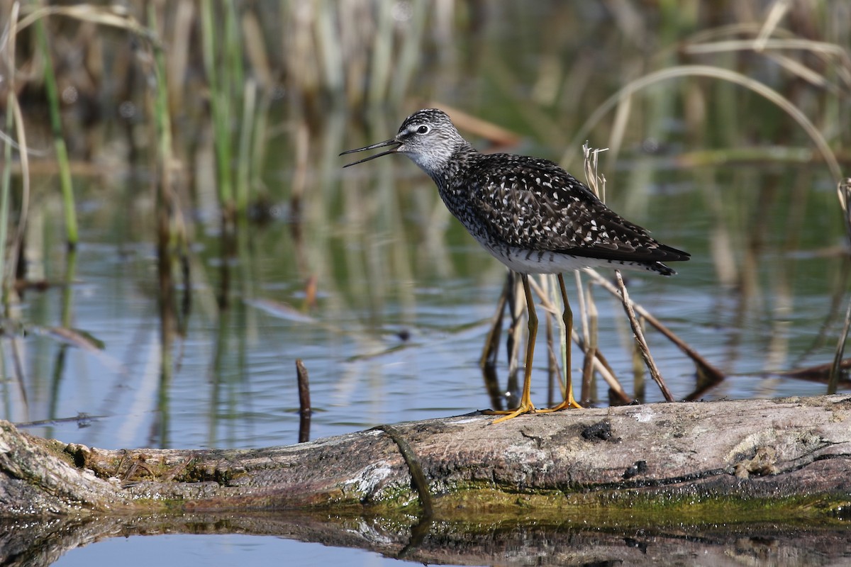 Lesser Yellowlegs - ML225859031