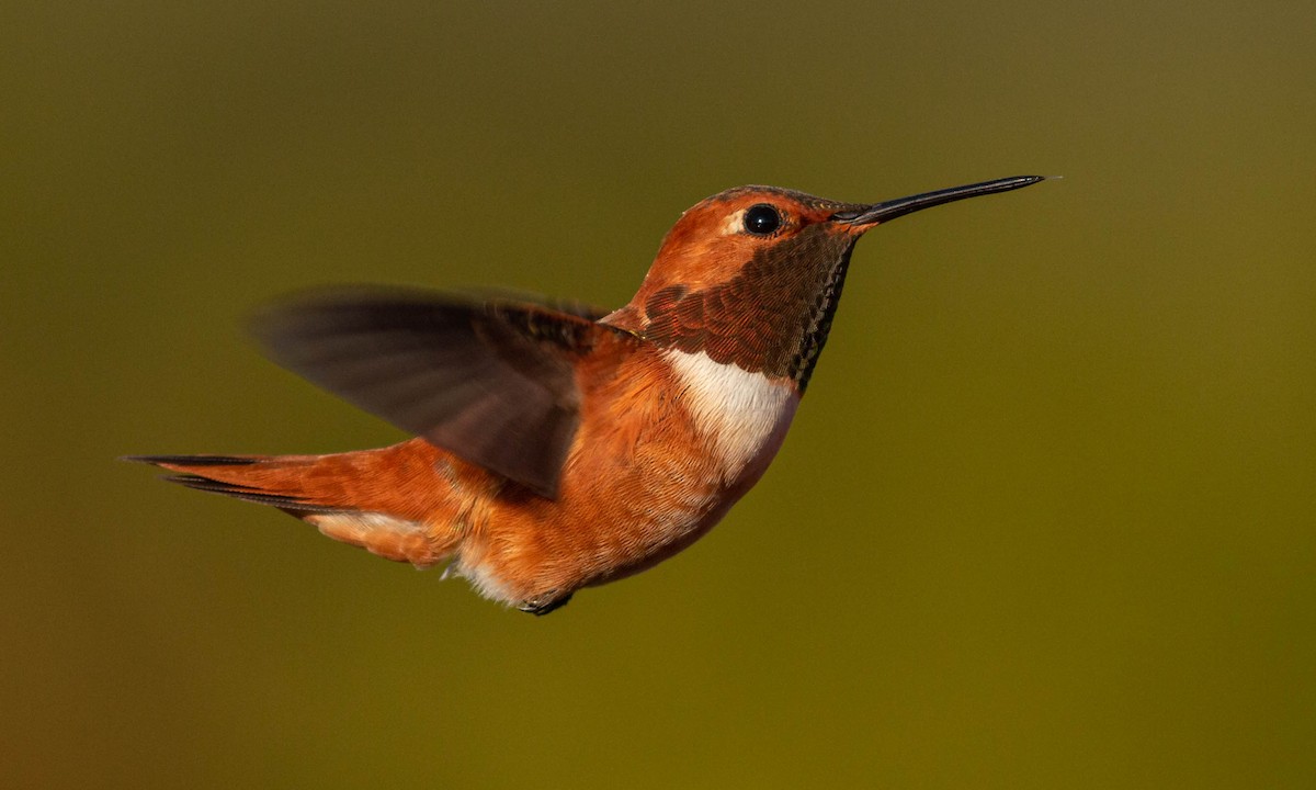 Rufous Hummingbird - Paul Fenwick