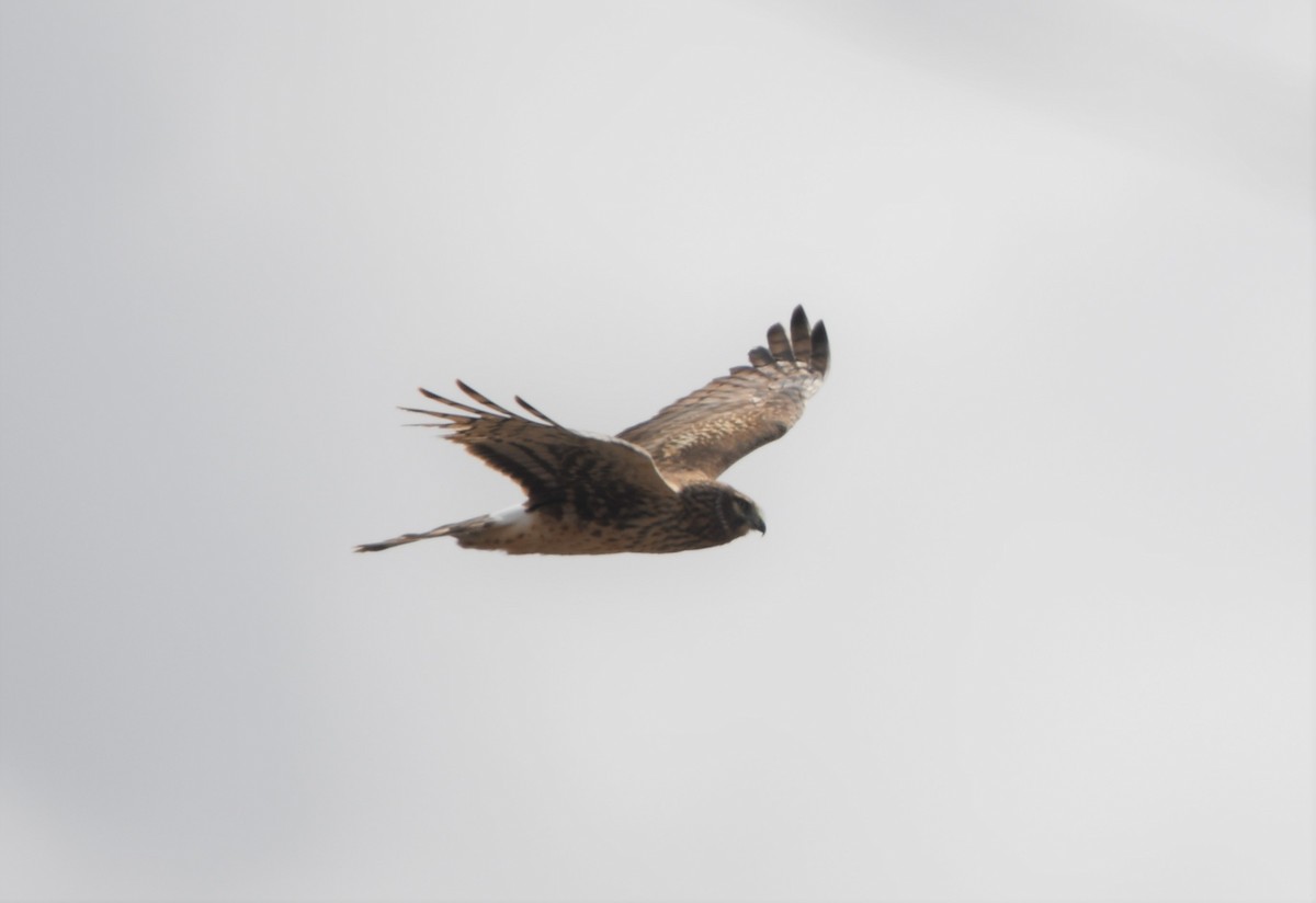 Northern Harrier - ML225859491