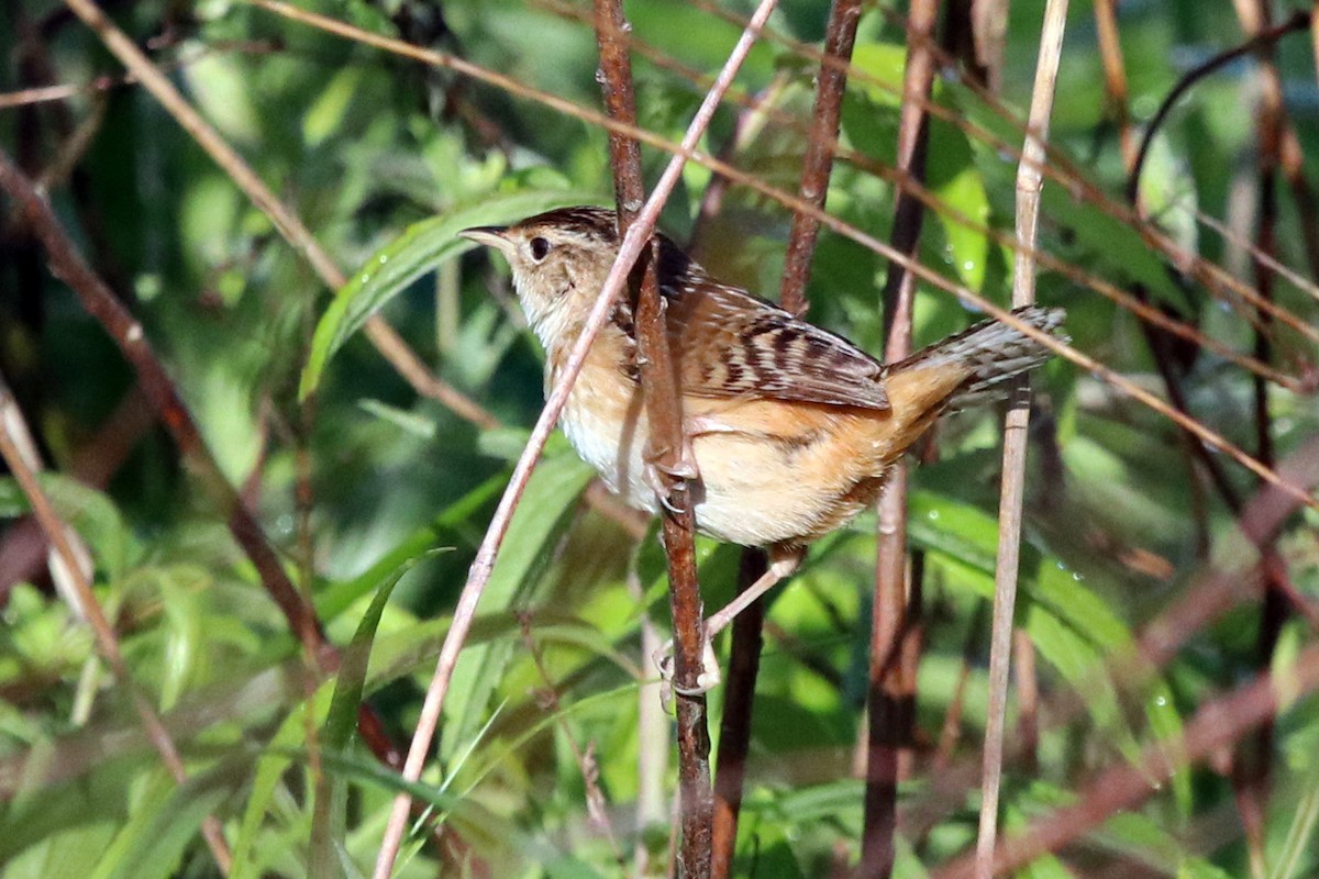 Sedge Wren - ML225861501