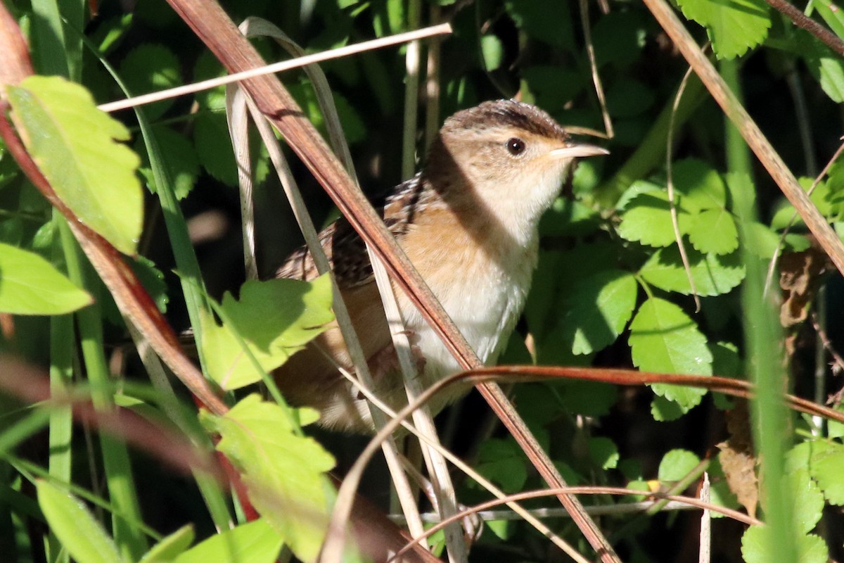 Sedge Wren - ML225861521