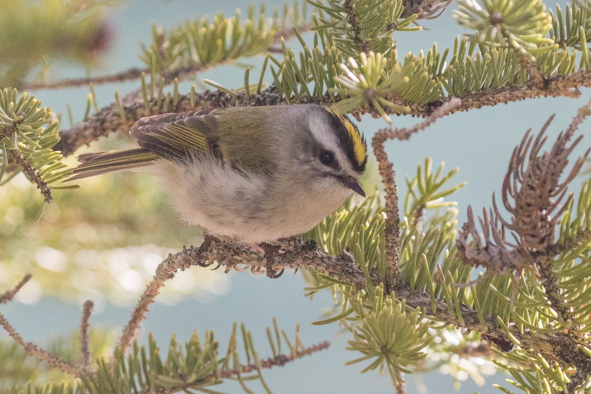 Golden-crowned Kinglet - ML225862521