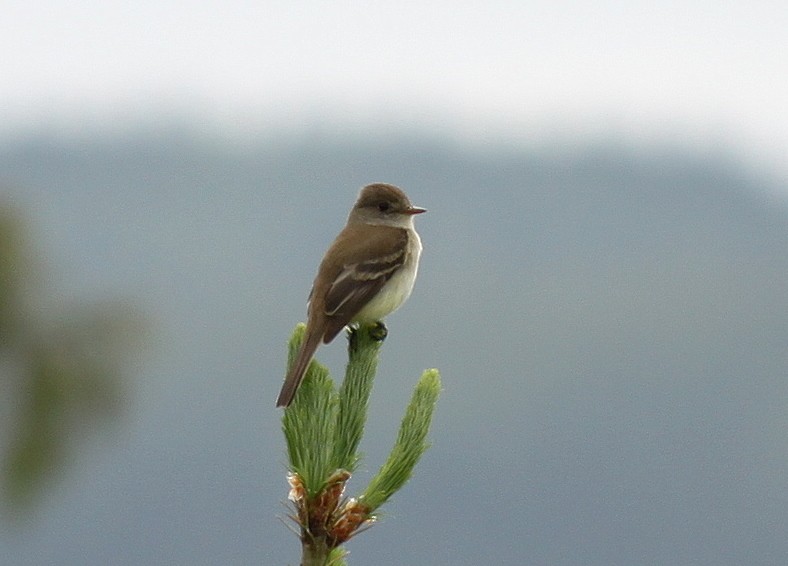 Willow Flycatcher - ML225862711