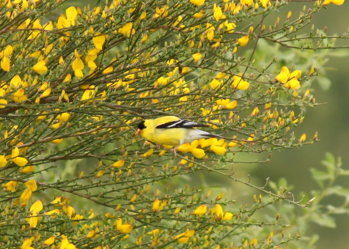 American Goldfinch - Jen Sanford