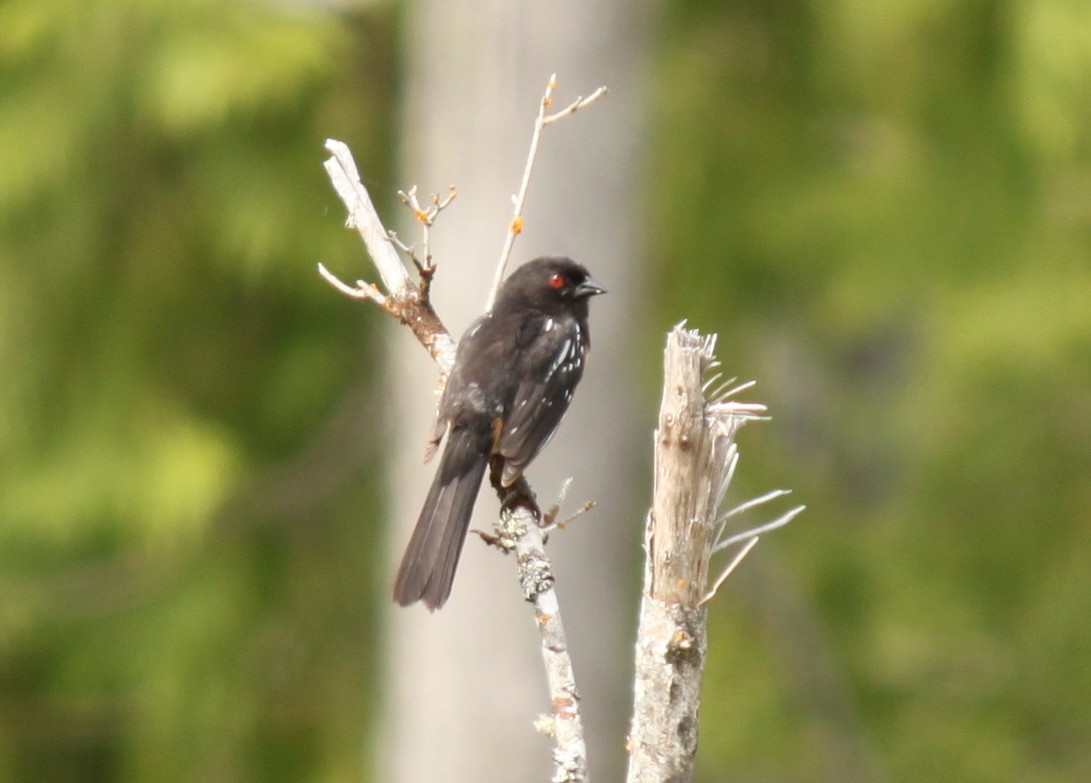 Spotted Towhee - Jen Sanford