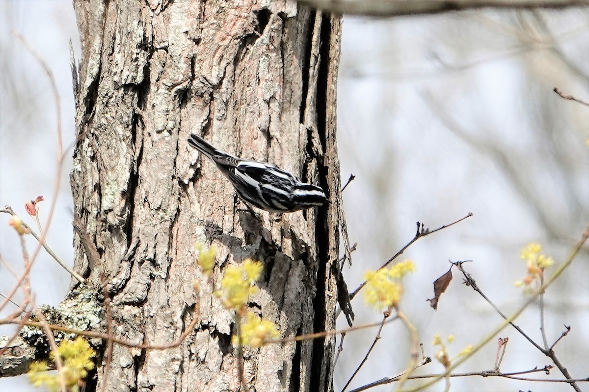 Black-and-white Warbler - ML225865271