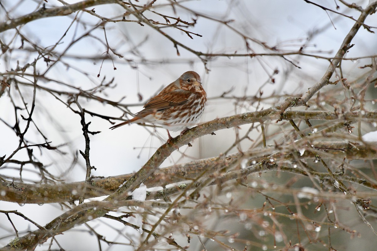 Fox Sparrow - ML225866431