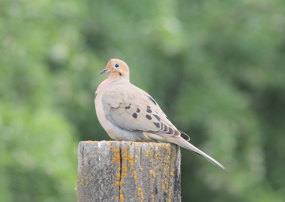 Mourning Dove - Stephen Long