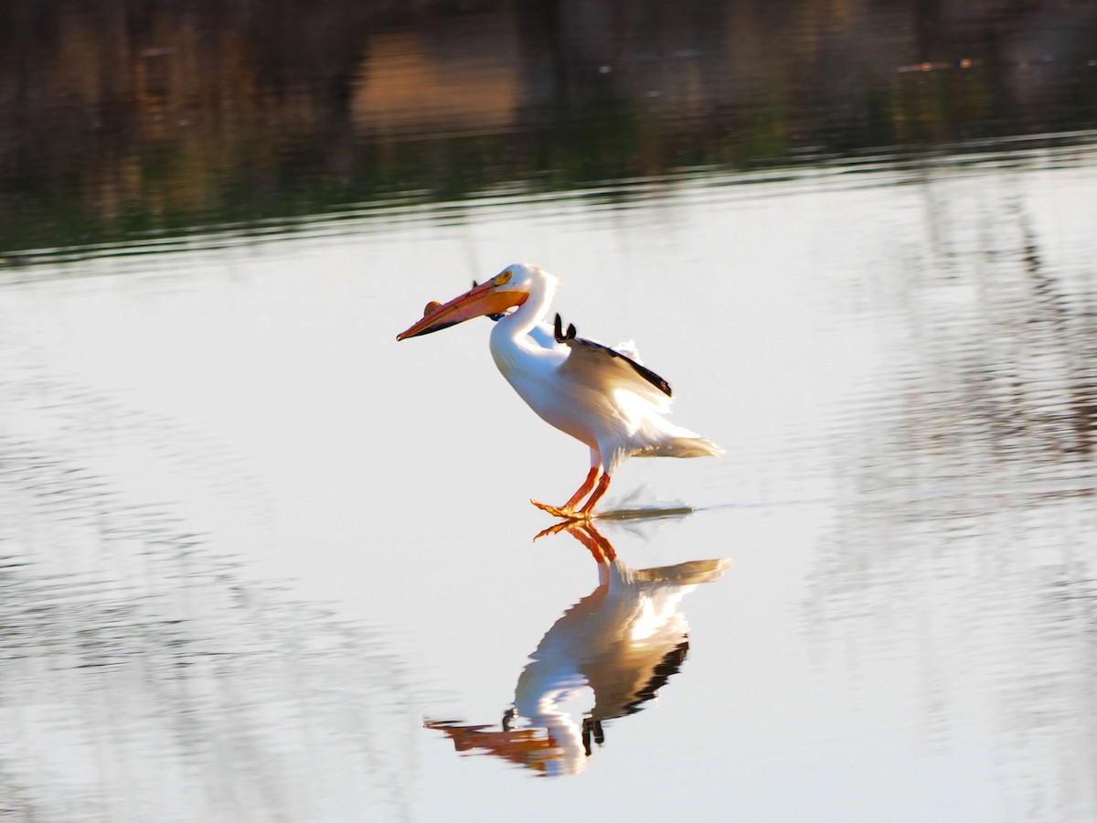 American White Pelican - Leslie S