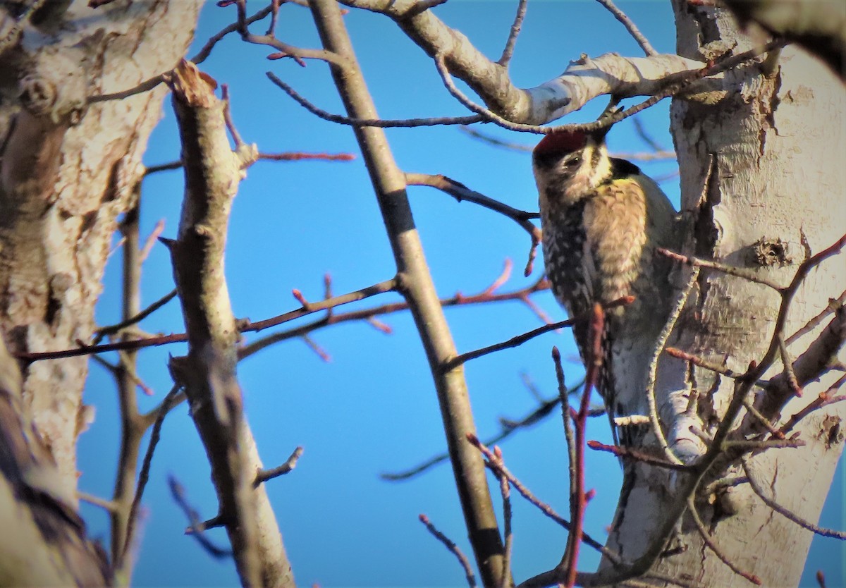 Yellow-bellied Sapsucker - ML225871501