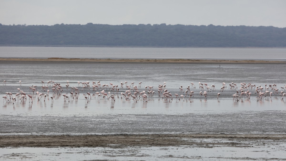 Lesser Flamingo - Holger Teichmann