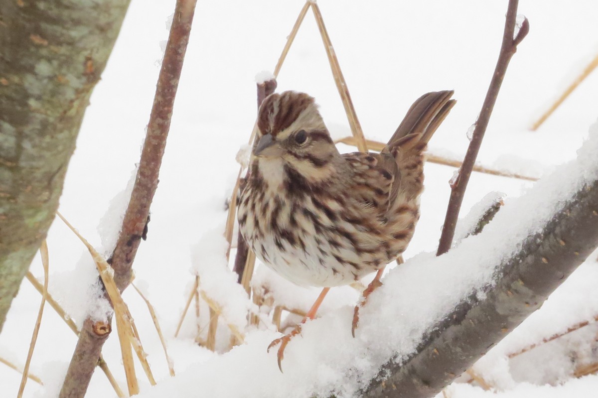 Song Sparrow - David and Regan Goodyear