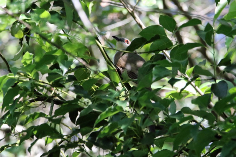 Black-billed Cuckoo - ML225872961