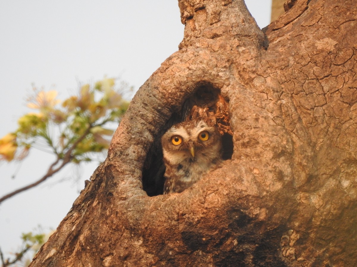 Spotted Owlet - ML225876911
