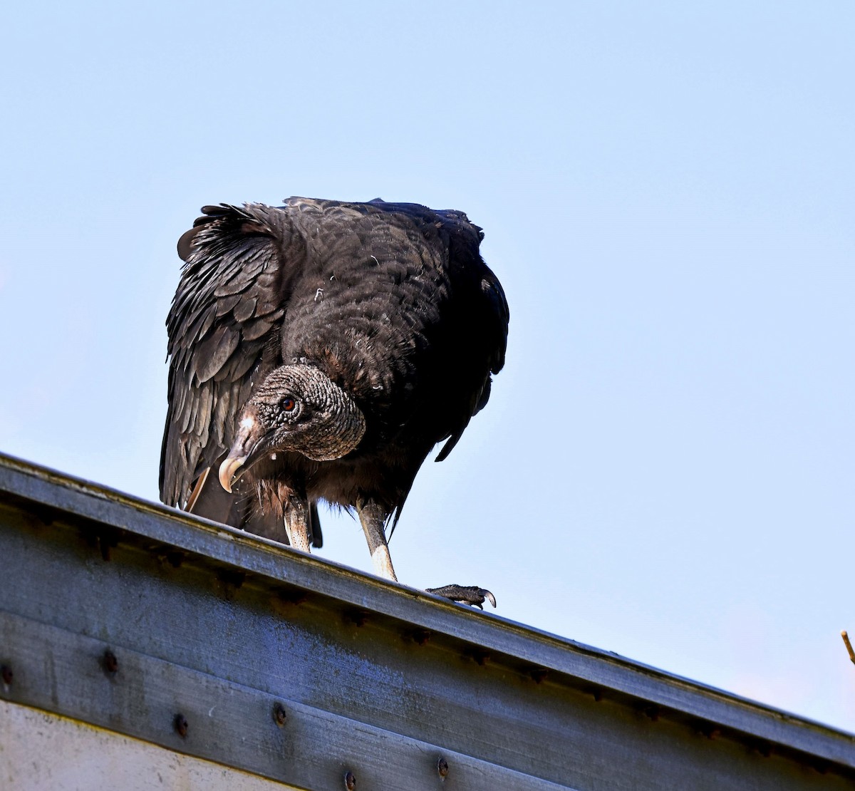 Black Vulture - ML225878561