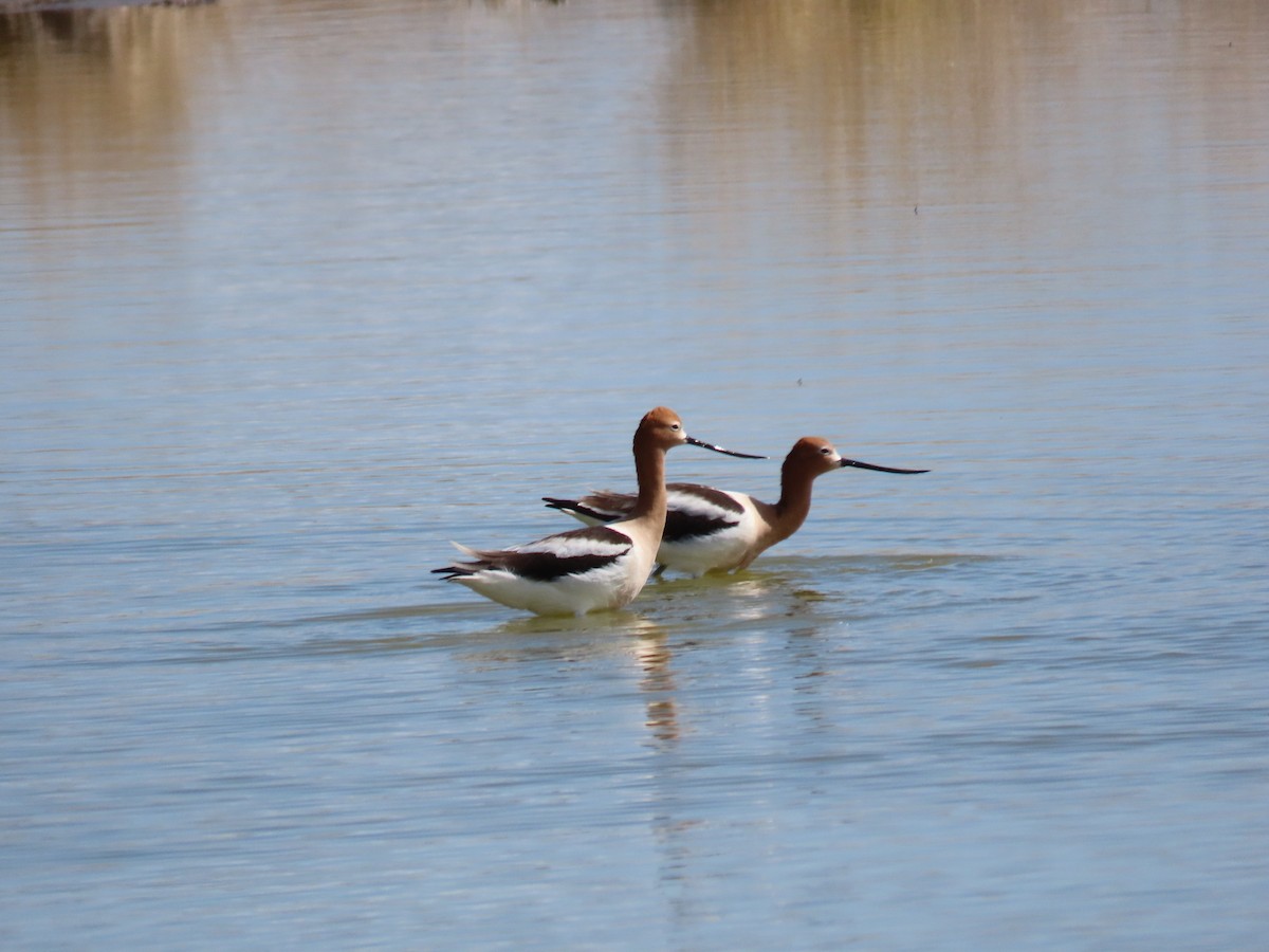 Avocette d'Amérique - ML225878721
