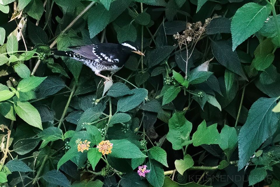 Pied Thrush - ML225879931