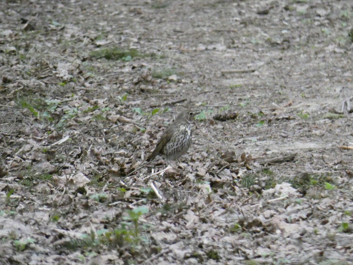 Song Thrush - Victor Kulik