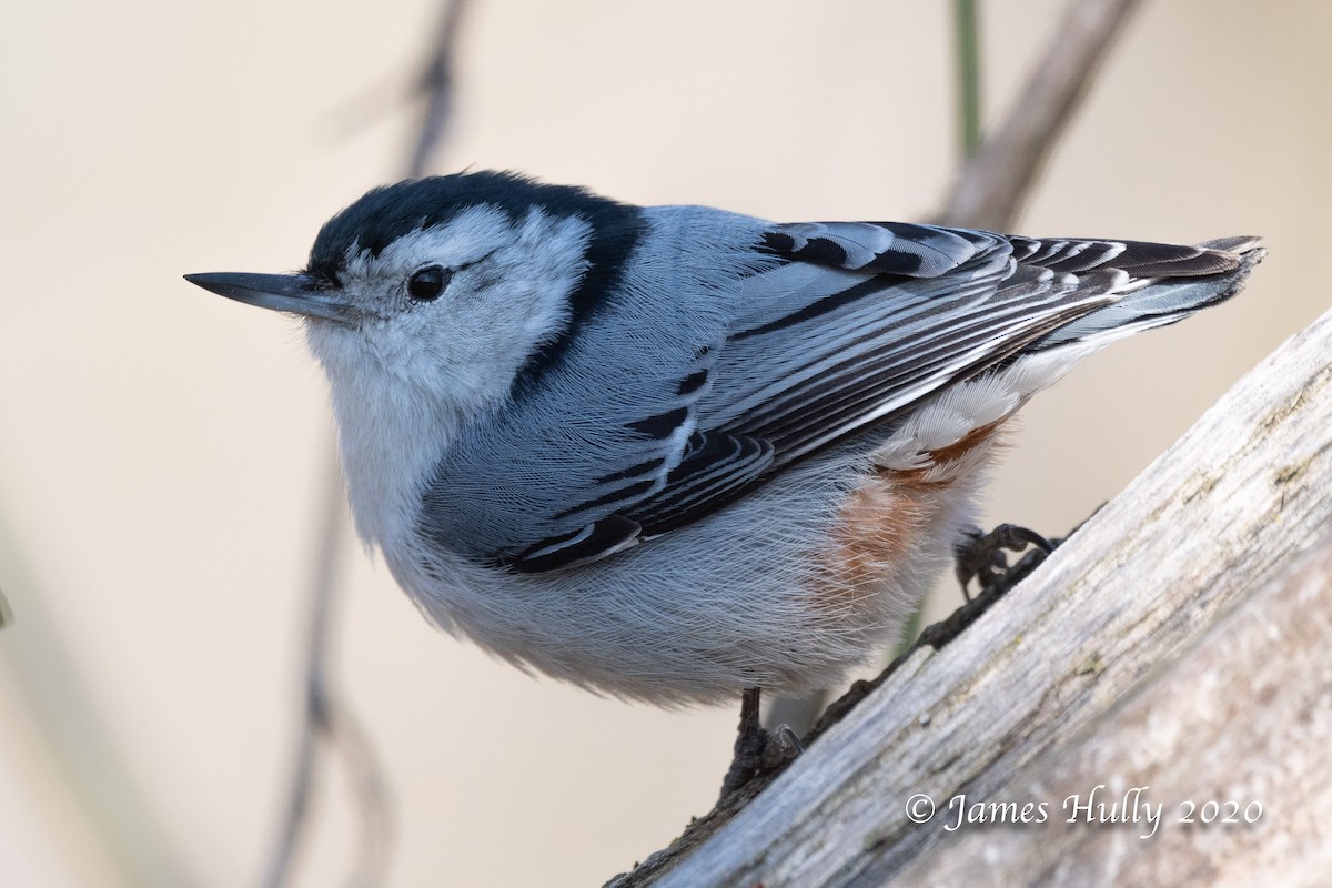 White-breasted Nuthatch - Jim Hully