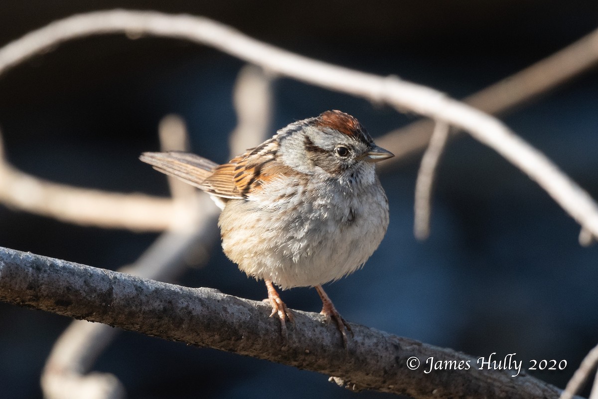 Swamp Sparrow - Jim Hully