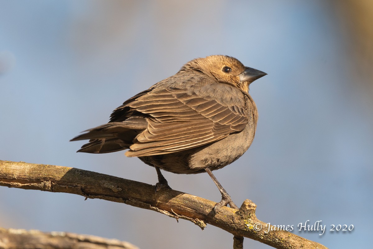 Brown-headed Cowbird - ML225881261