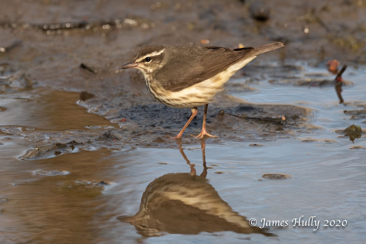 Louisiana Waterthrush - Jim Hully