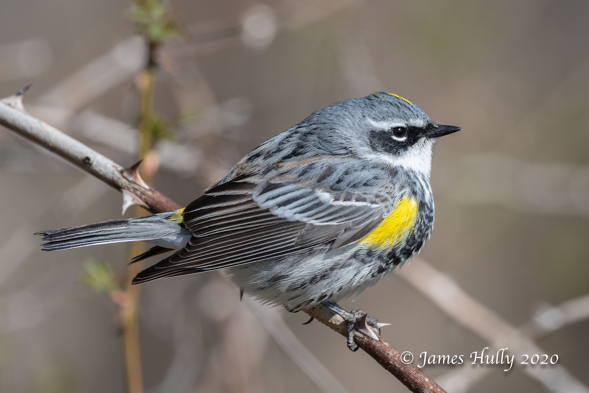 Yellow-rumped Warbler - ML225881351